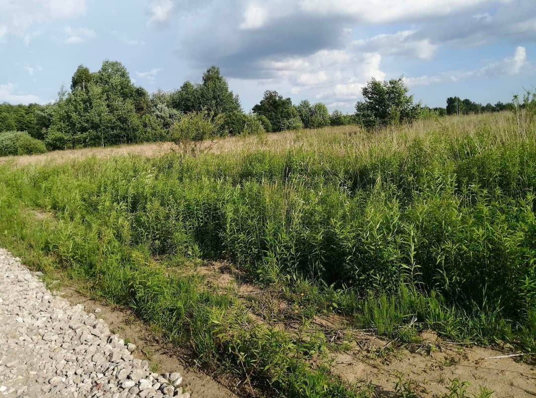 Zarośnięta działka przed koszeniem — nieużytki Lublin